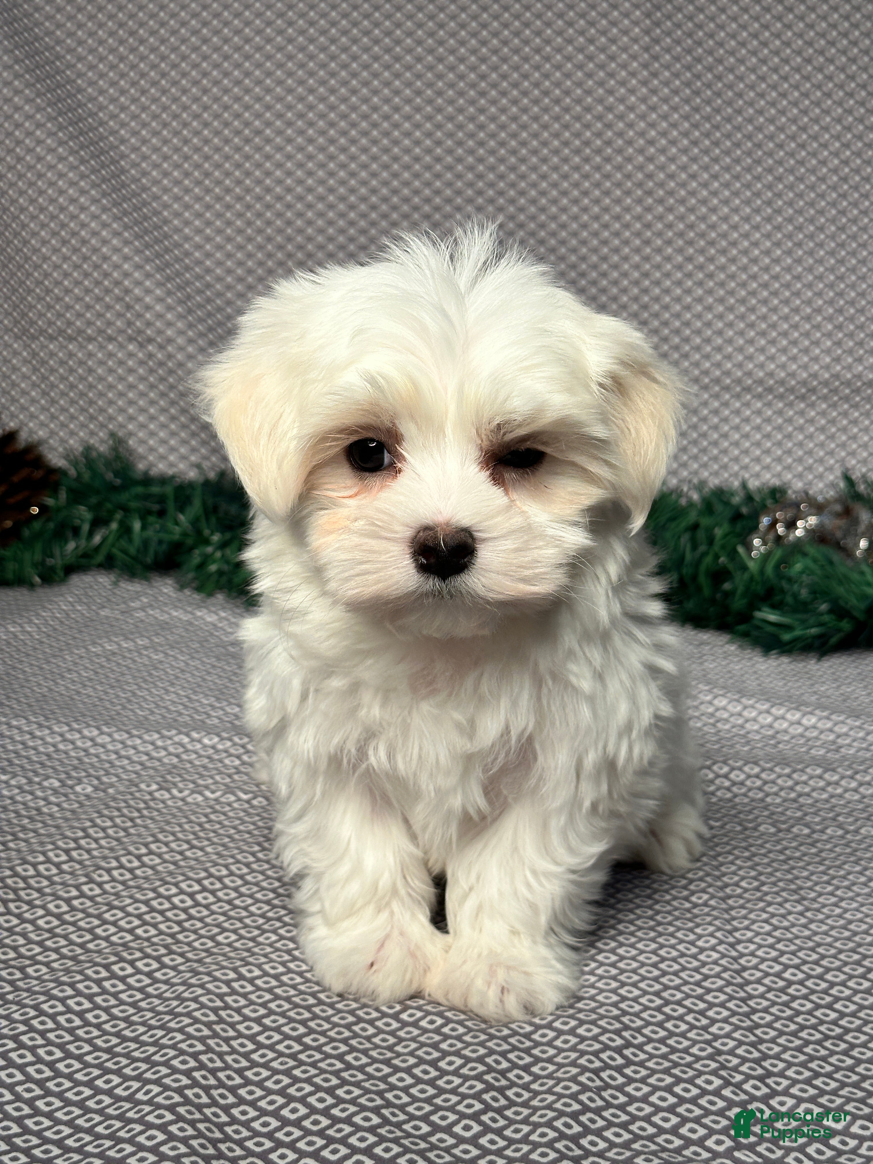 Maltese dogs for sale: Jordan - Ad 4
