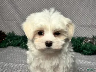 Maltese dogs Jordan - Ad 26