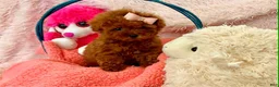 Toy Poodle dogs for sale: Romeo - Ad 5