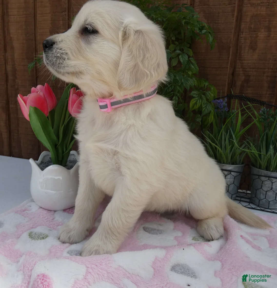 Golden Retriever dogs for sale: Golden Retriever 8 Sady - Ad 2