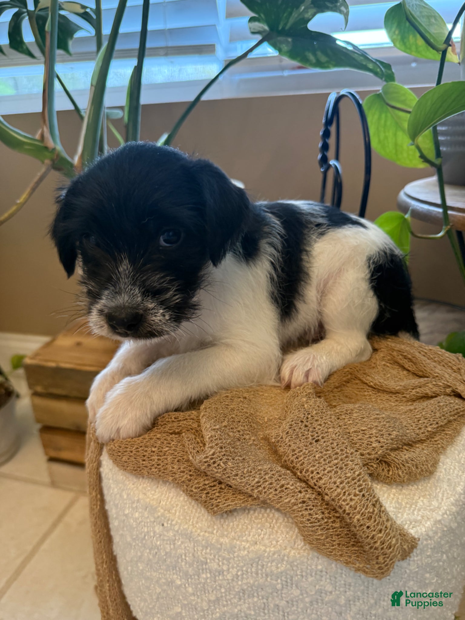 Jack Russell Terrier dogs Jrtca Ruger - Ad 2