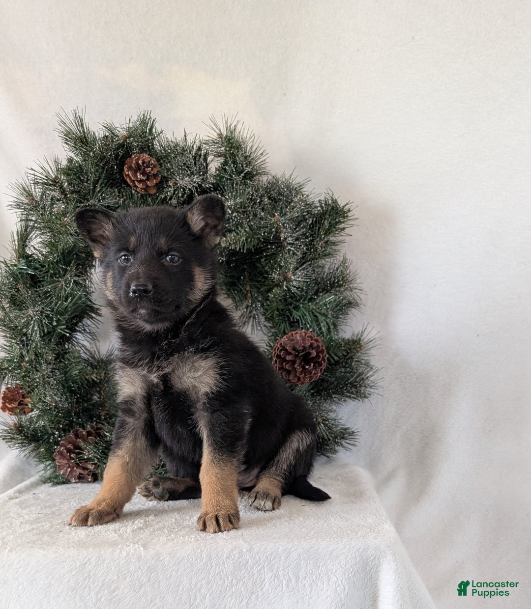 German Shepherd dogs for sale: Emmie  - Ad 1