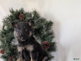 German Shepherd dogs Emmie - Ad 33