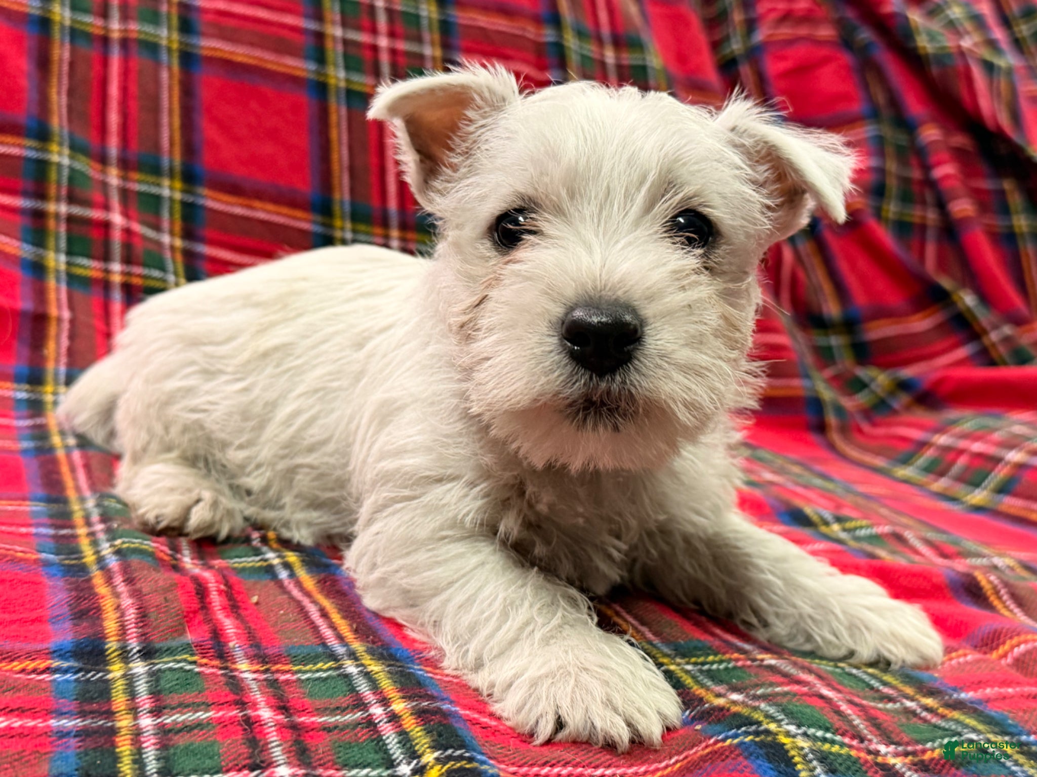 West Highland Terrier dogs for sale: Tucker - Ad 5