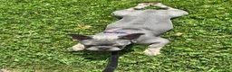 French Bulldog dogs for stud: Enzo litter - Ad 2