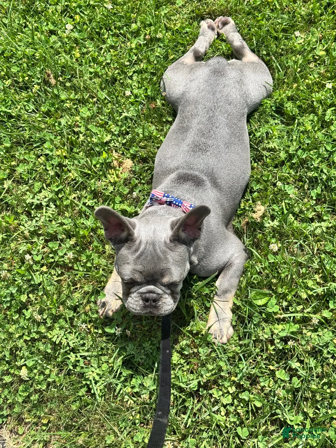 French Bulldog dogs for stud: Enzo litter - Ad 2