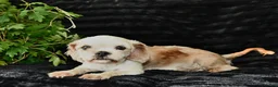 Shih Tzu dogs for sale: Dash - Ad 6