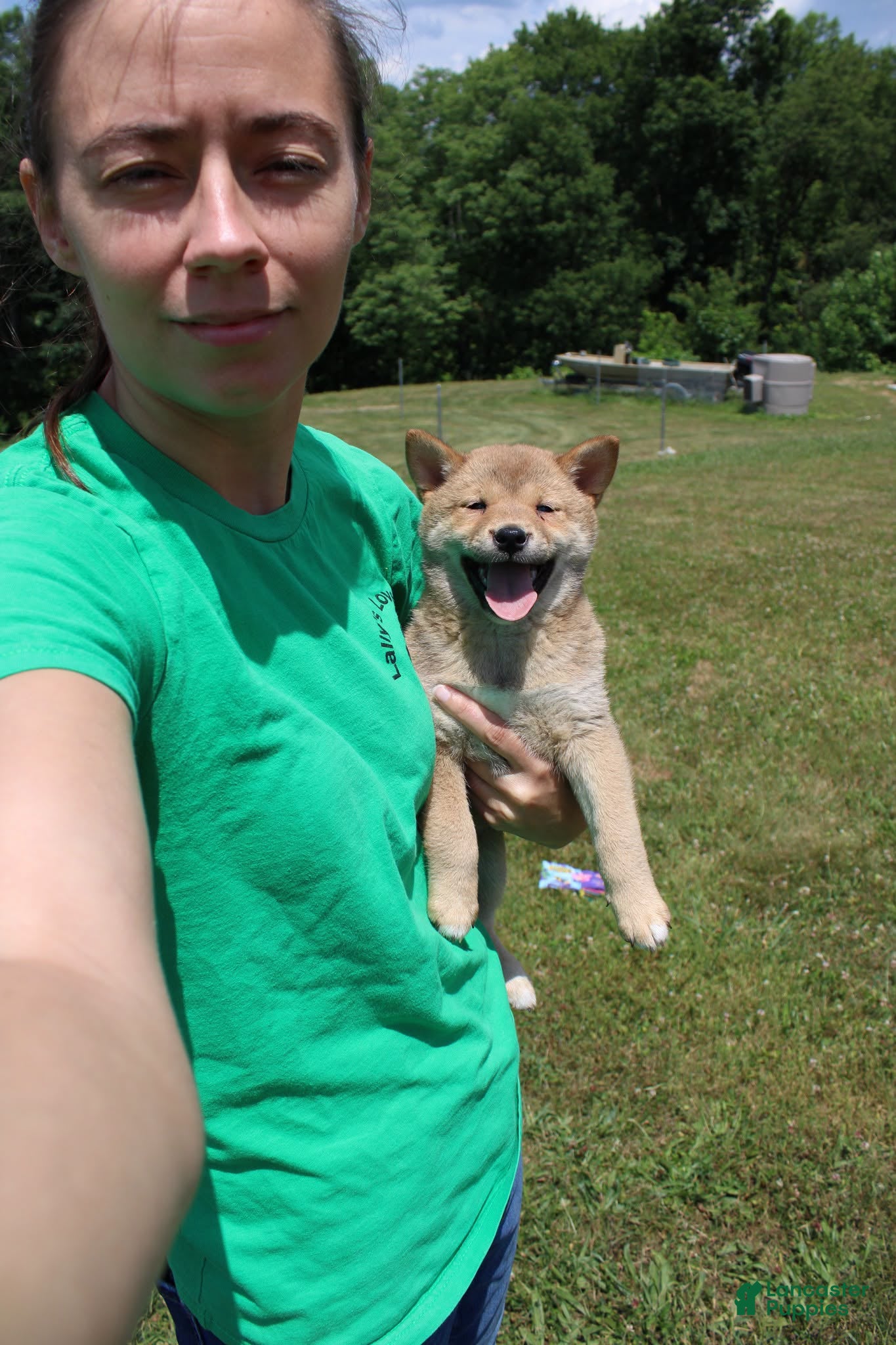 Shiba Inu dogs Doodle  - Ad 2