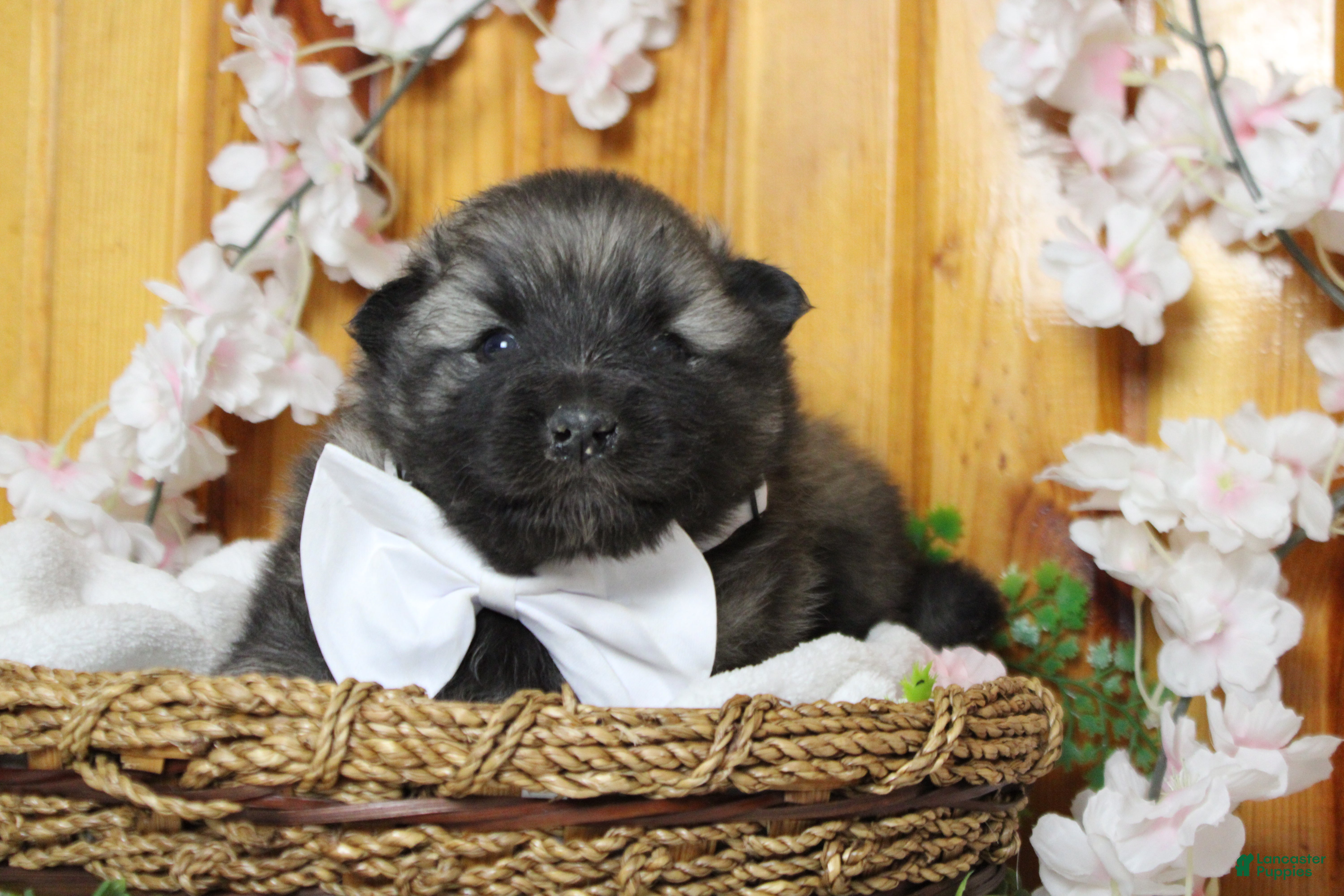 Keeshond dogs Abbott  - Ad 8