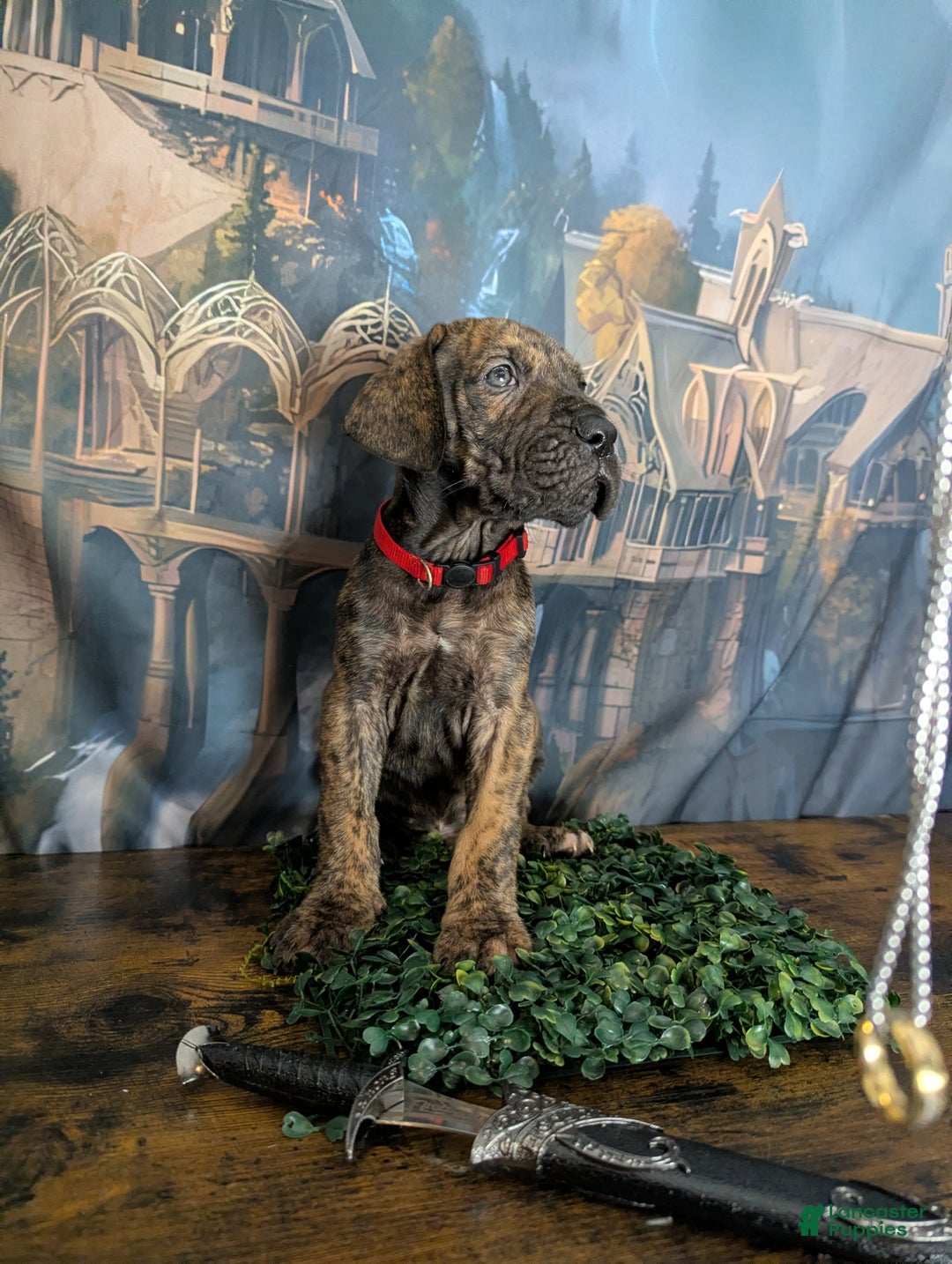 Great Dane dogs for sale: Aragorn Brindle Male Great Dane Puppy  - Ad 2