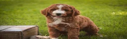 Cavapoo dogs for sale: Blaise Cavapoo  - Ad 14