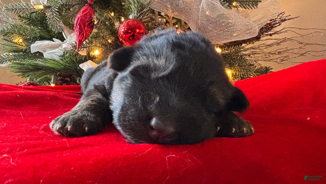 German Shepherd dogs for sale: Raven - Ad 1