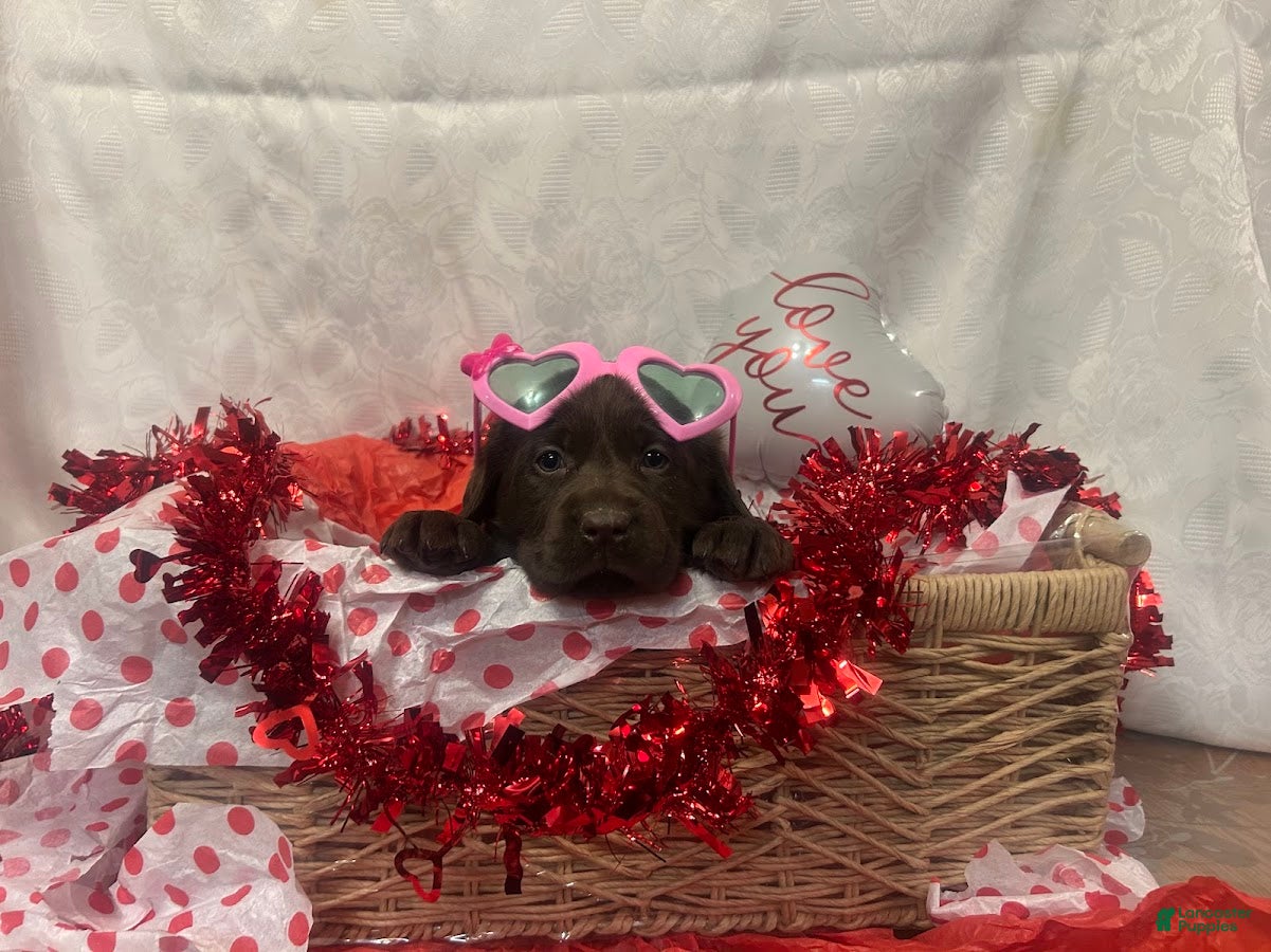 Labrador Retriever dogs Valentine - Ad 21