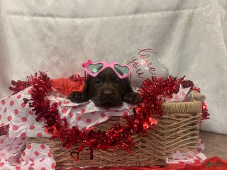 Labrador Retriever dogs Valentine - Ad 32