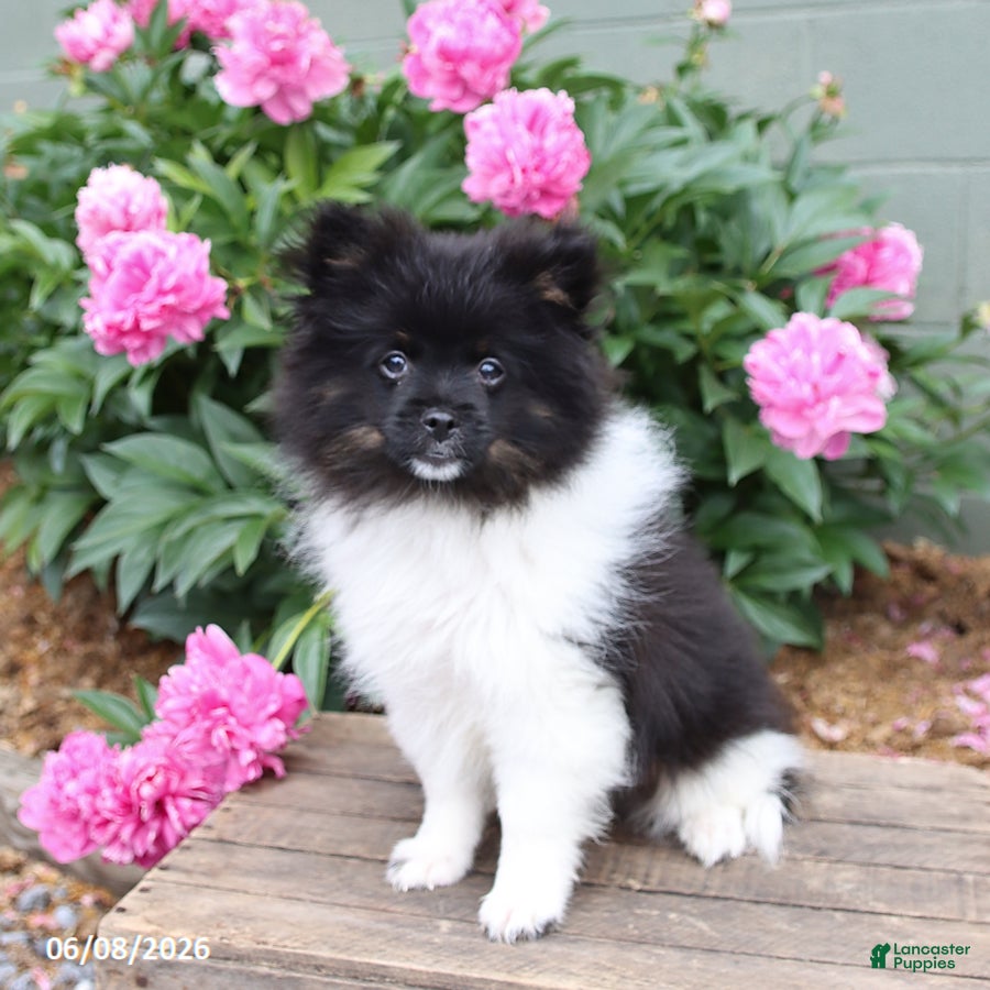 Pomeranian dogs Top Hat - Ad 2