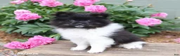 Pomeranian dogs for sale: Top Hat - Ad 2