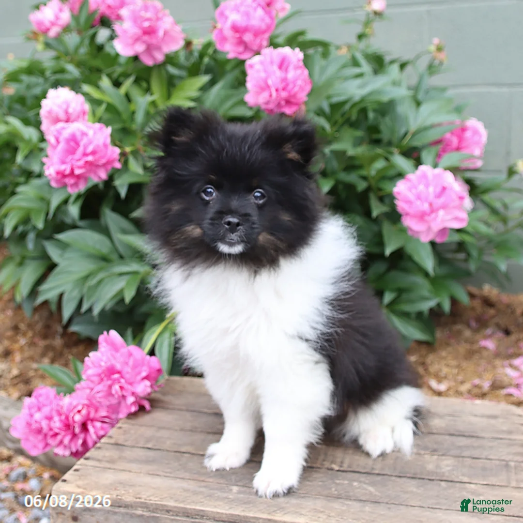 Pomeranian dogs for sale: Top Hat - Ad 2