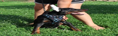 Doberman Pinscher 1