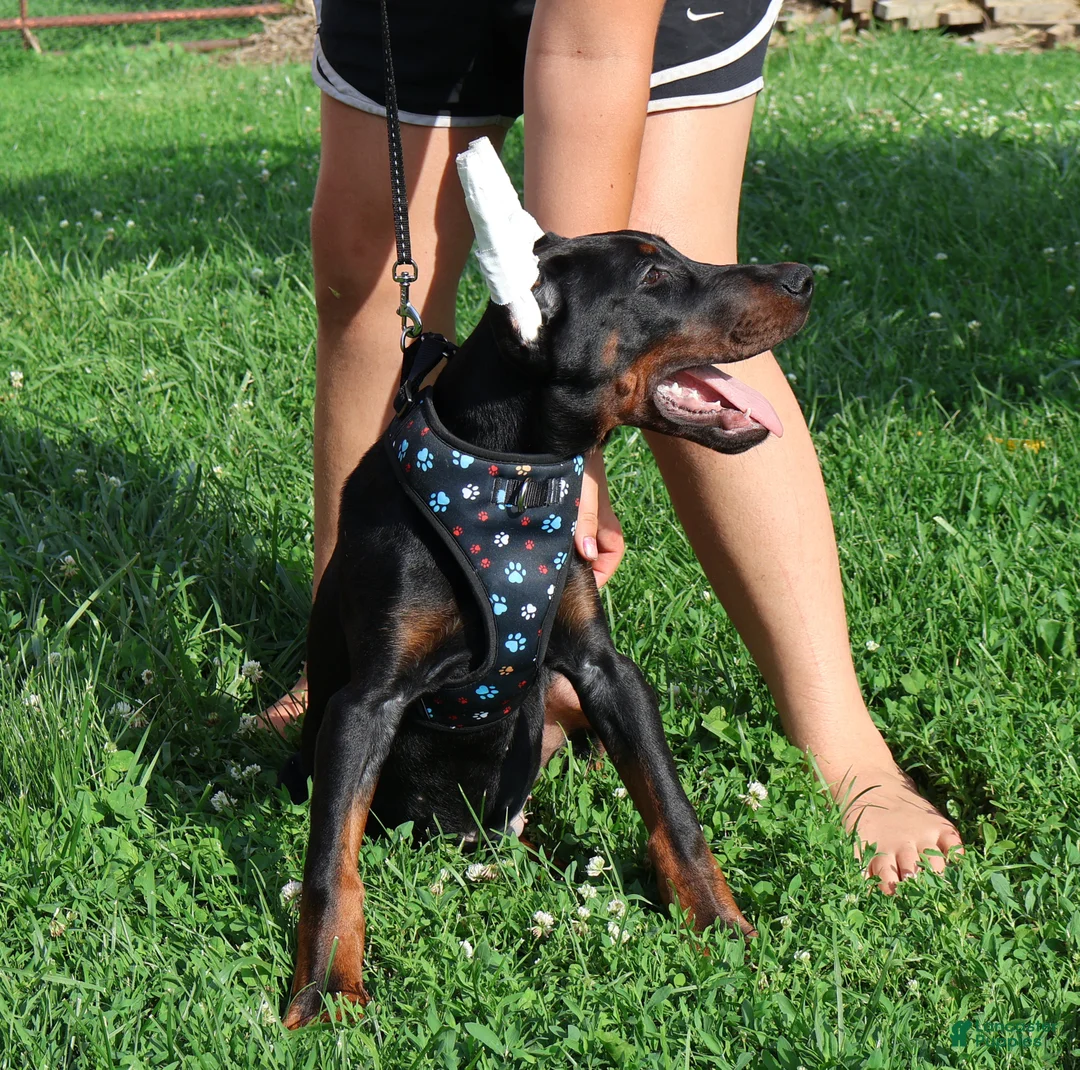 Doberman Pinscher dogs for sale: Doberman Pinscher 1 - Ad 1
