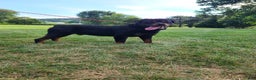 Rottweiler dogs for sale: Remington  - Ad 3