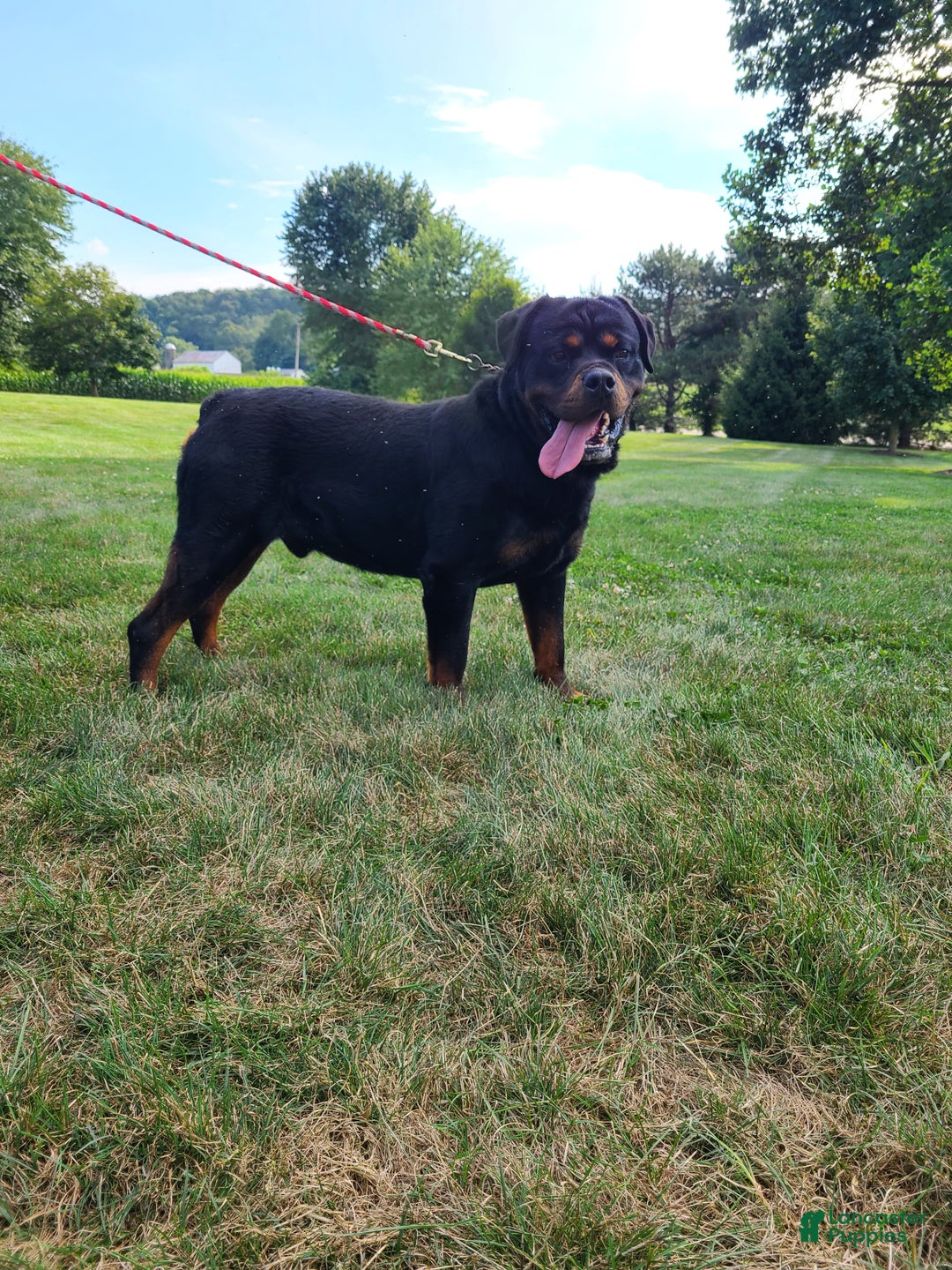 Rottweiler dogs for sale: Remington  - Ad 3