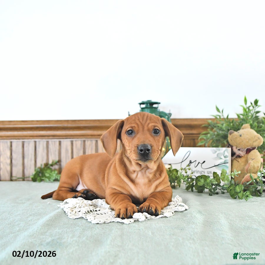Miniature Dachshund dogs Beau - Ad 2