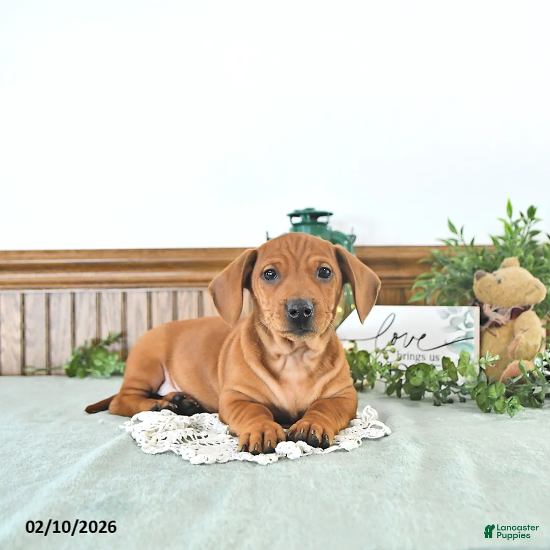 Miniature Dachshund dogs for sale: Beau - Ad 2