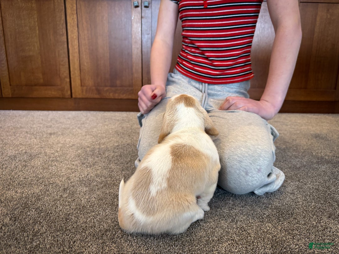 Basset Hound dogs for sale: Sarge - Ad 3