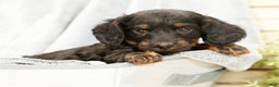 Miniature Dachshund dogs for sale: Bear - Ad 6