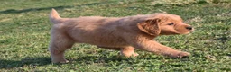 Golden Retriever dogs for sale: Pepper    Genetic/OFA - Ad 3
