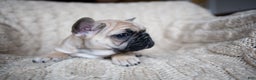 French Bulldog dogs for sale: Rhubarb  AKC - Ad 8