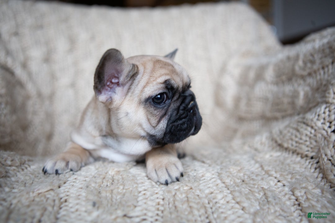 French Bulldog dogs for sale: Rhubarb  AKC - Ad 8