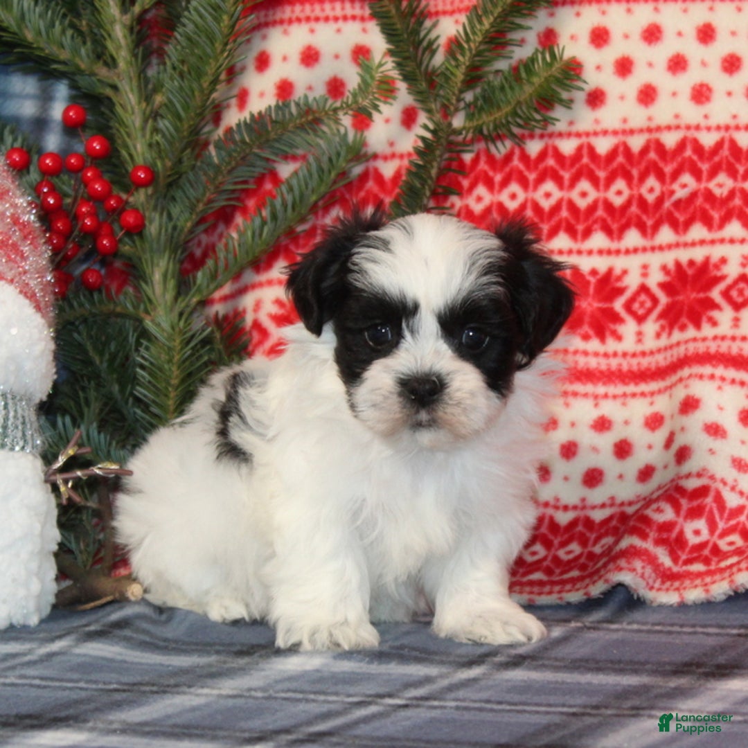 Teddy Bear dogs for sale: Harold - Ad 1