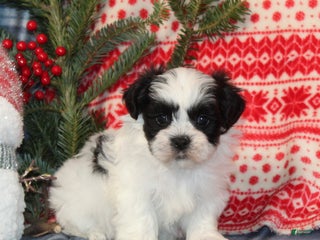 Teddy Bear dogs Harold - Ad 39