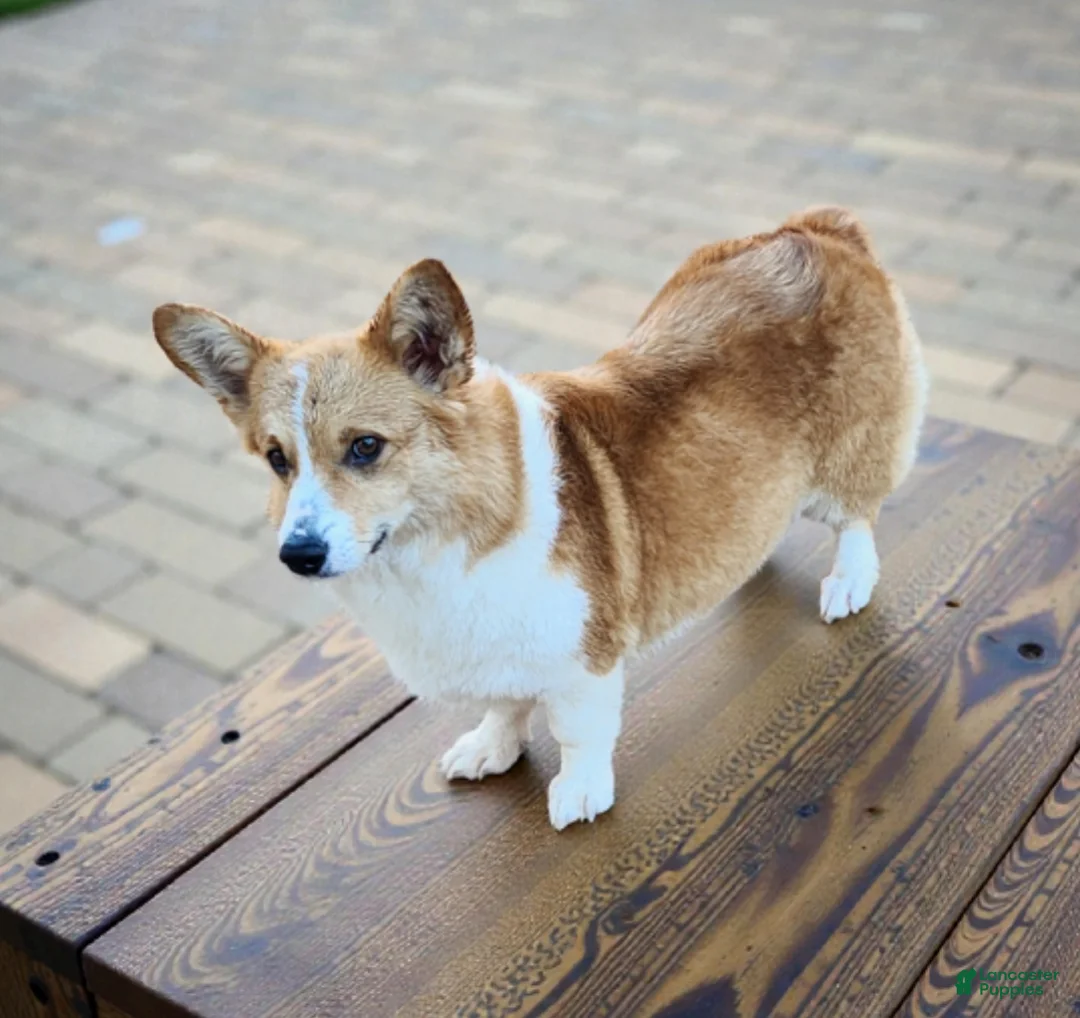 Welsh Corgi Pembroke dogs for sale: Maverick Boone - Ad 4