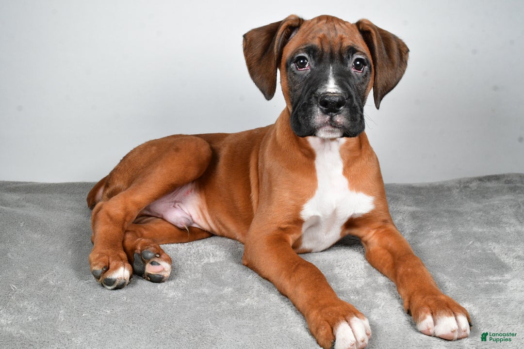 Boxer dogs for sale: Adam - Ad 2
