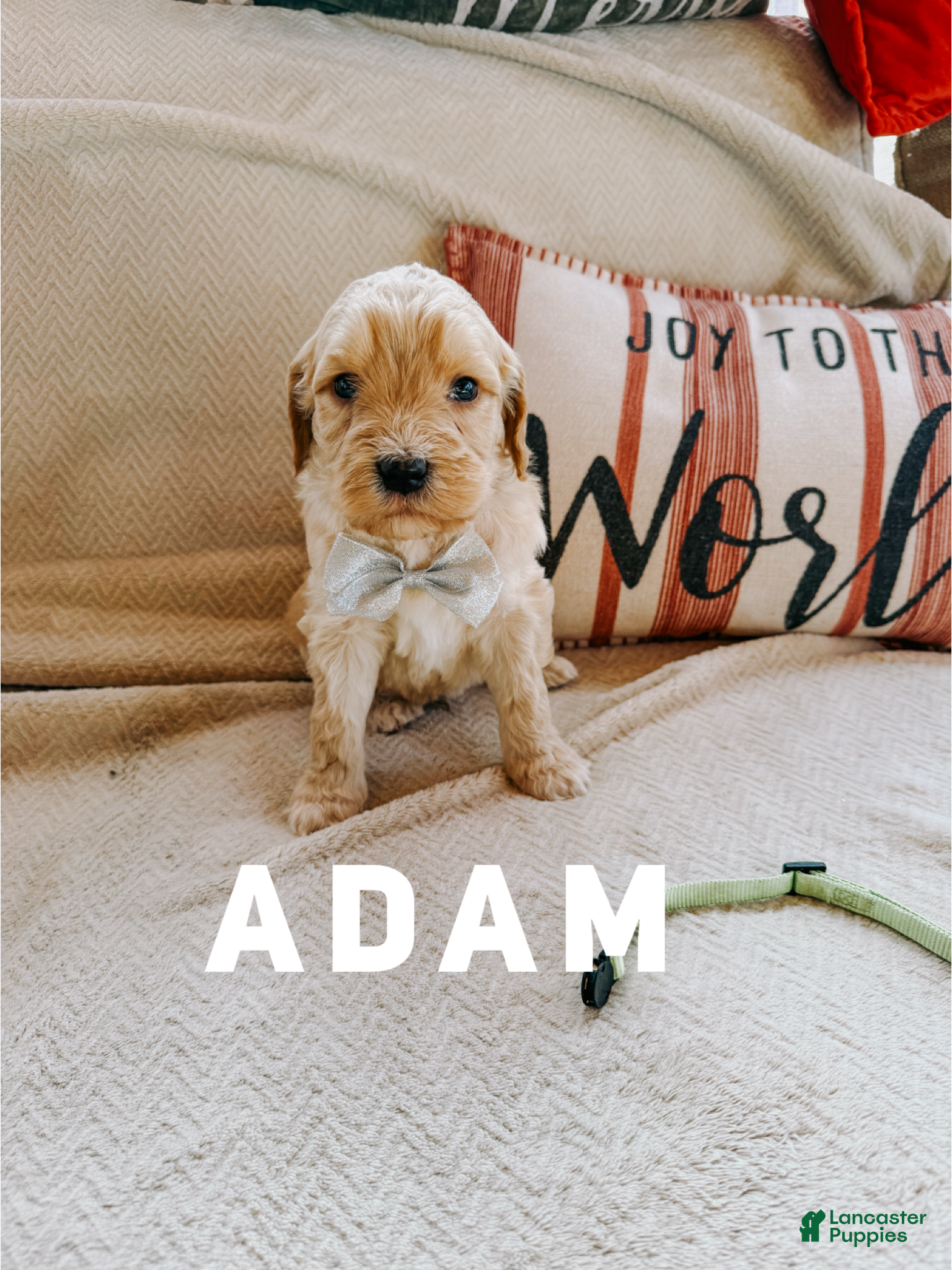 Goldendoodle dogs Adam - Ad 37
