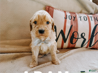 Goldendoodle dogs Adam - Ad 38