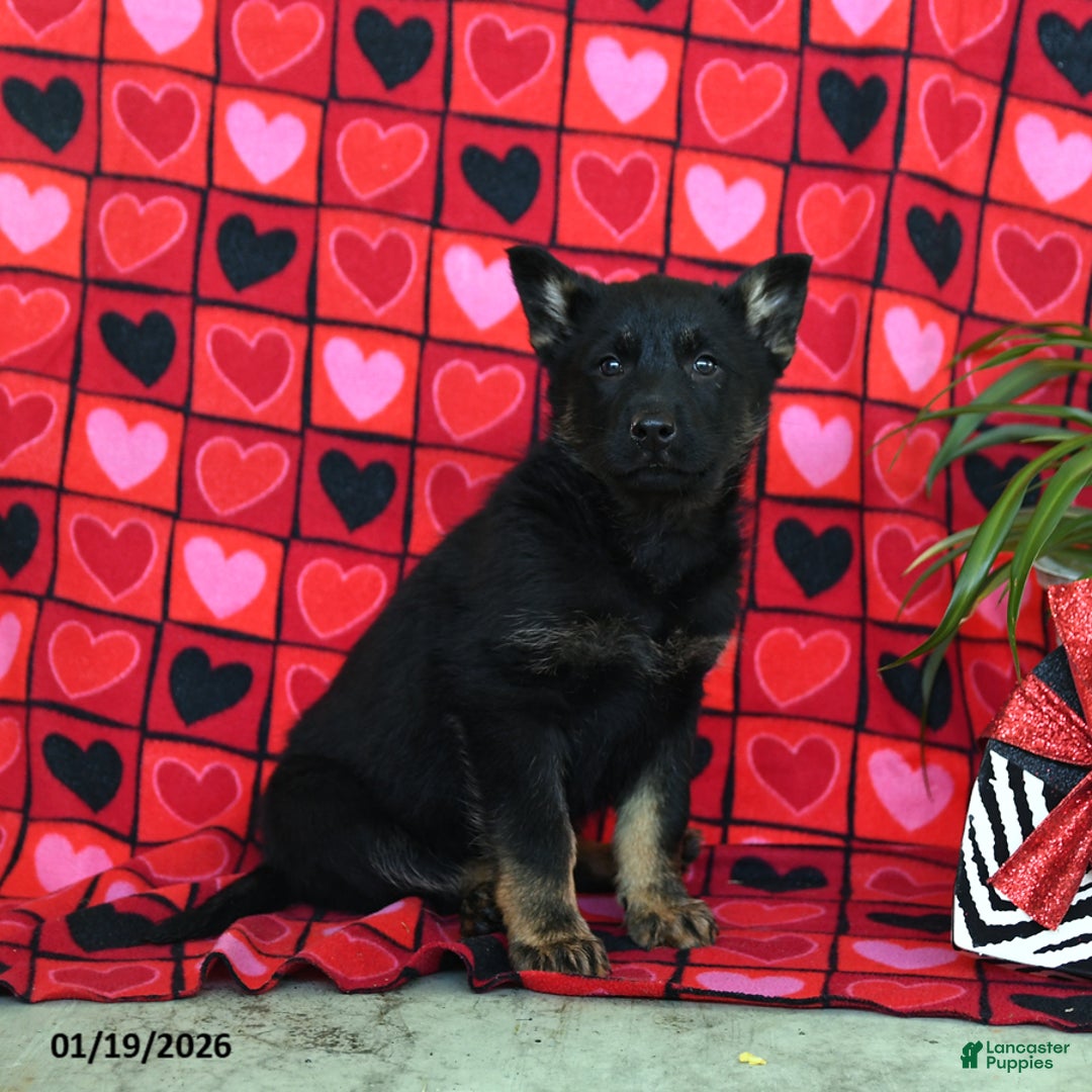 German Shepherd dogs for sale: Quinoa - Ad 3