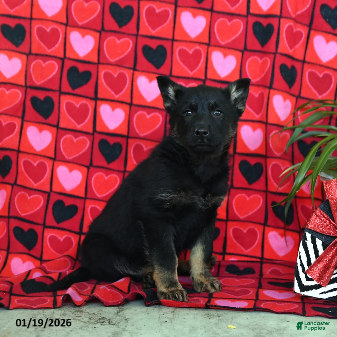 German Shepherd dogs for sale: Quinoa - Ad 3