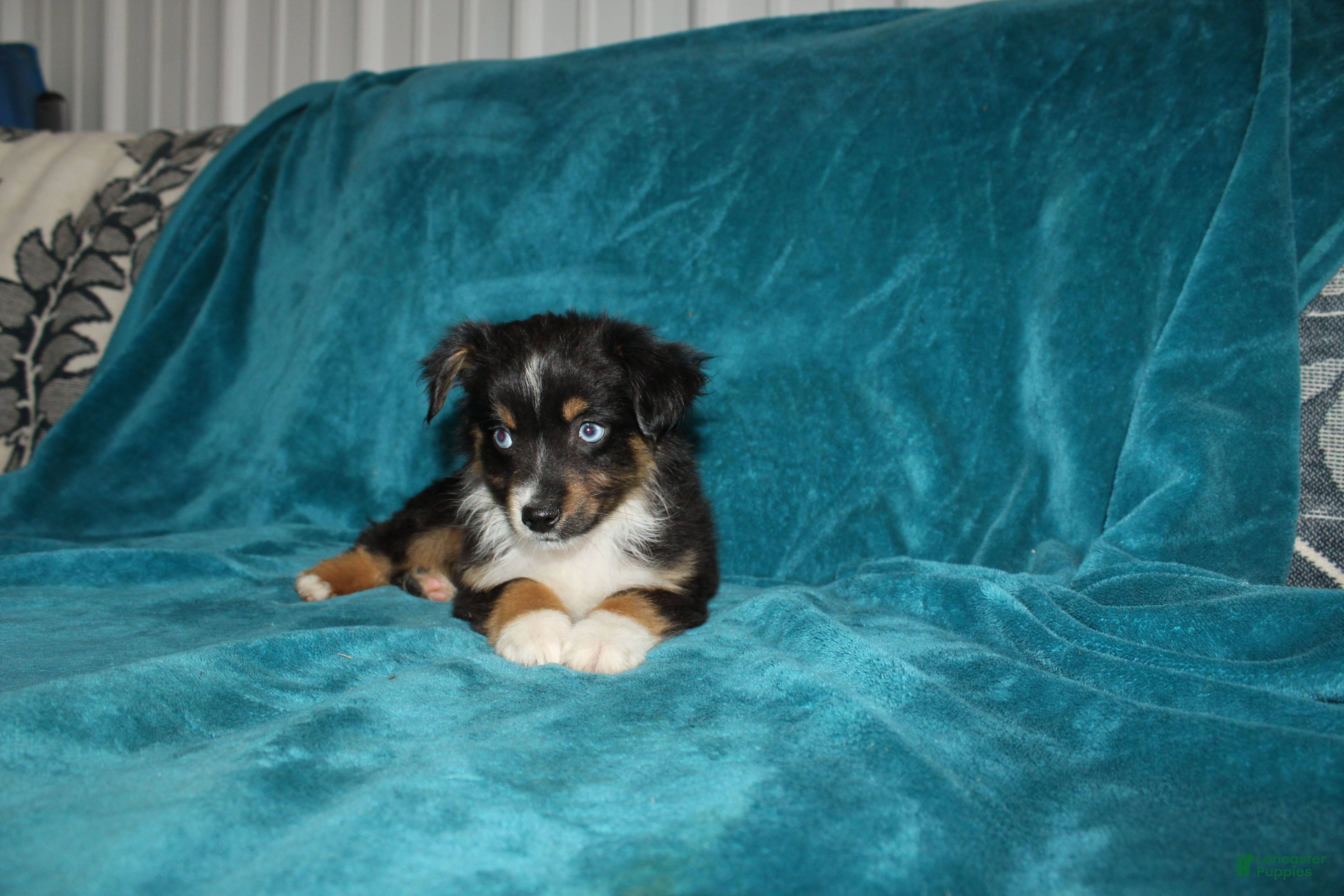 Miniature Australian Shepherd dogs for sale: Shadow - Ad 2