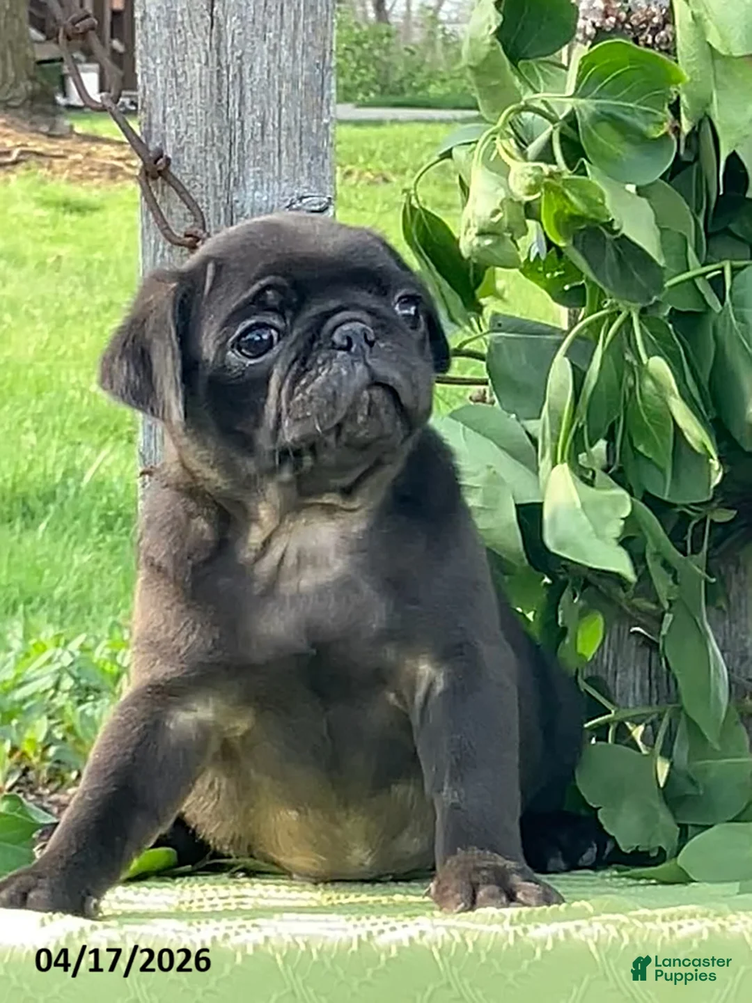 Pug dogs for sale: Lemon - Ad 4