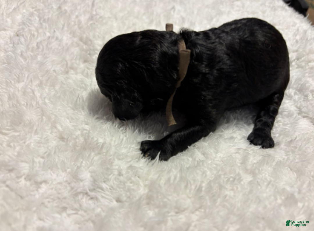 Cavapoo dogs for sale: Noelle - Ad 4