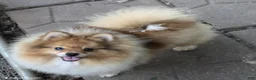 Pomeranian dogs for sale: Ckc max  - Ad 1
