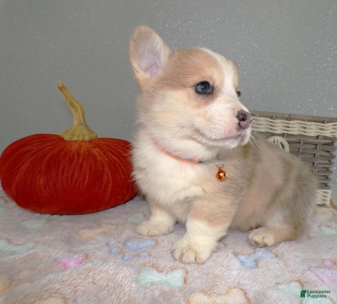 Welsh Corgi Pembroke dogs for sale: Welsh Corgi Pembroke Puppy 2 Leo - Ad 2