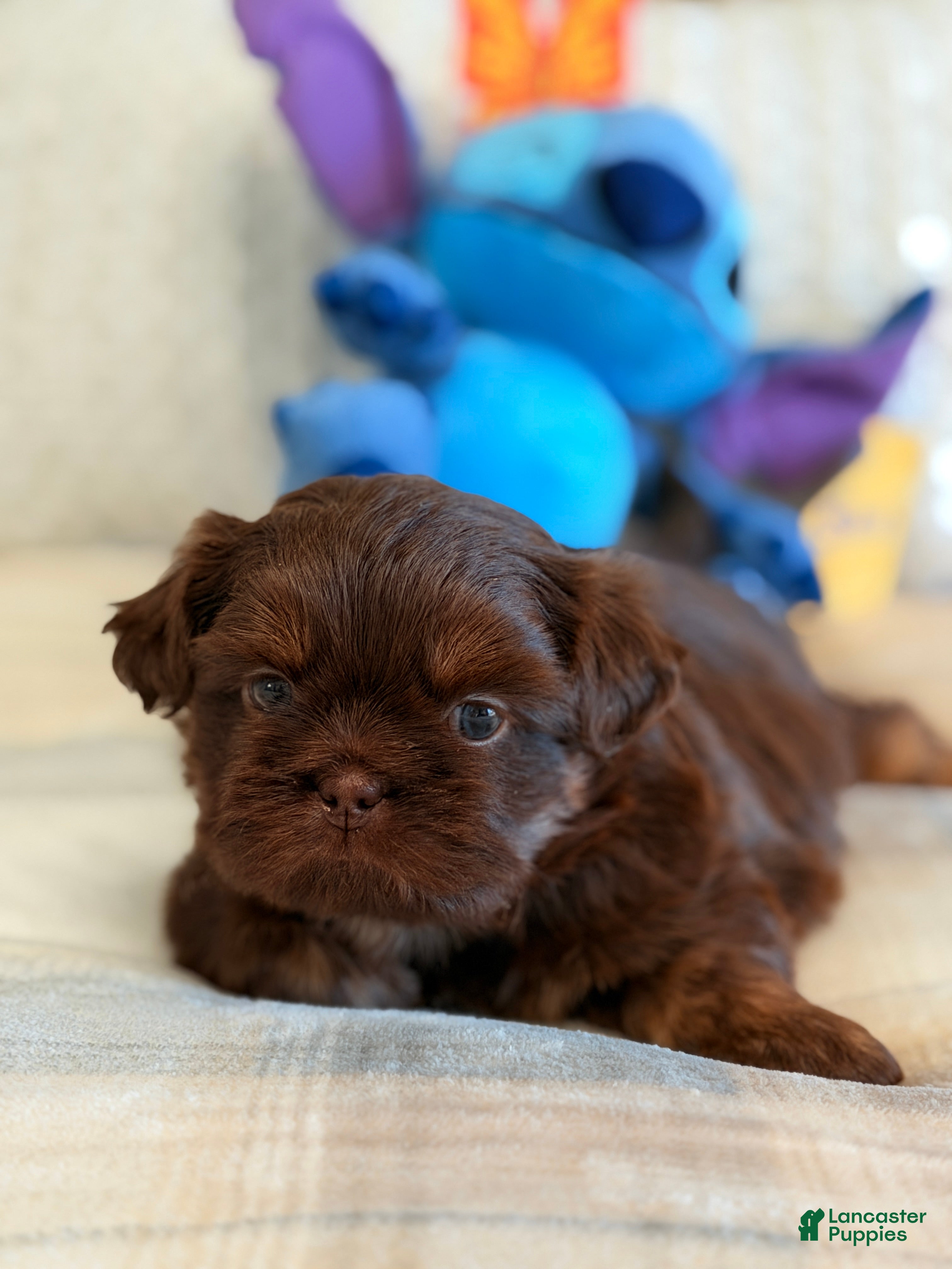 Shih Tzu dogs Yogi Bear - Ad 12