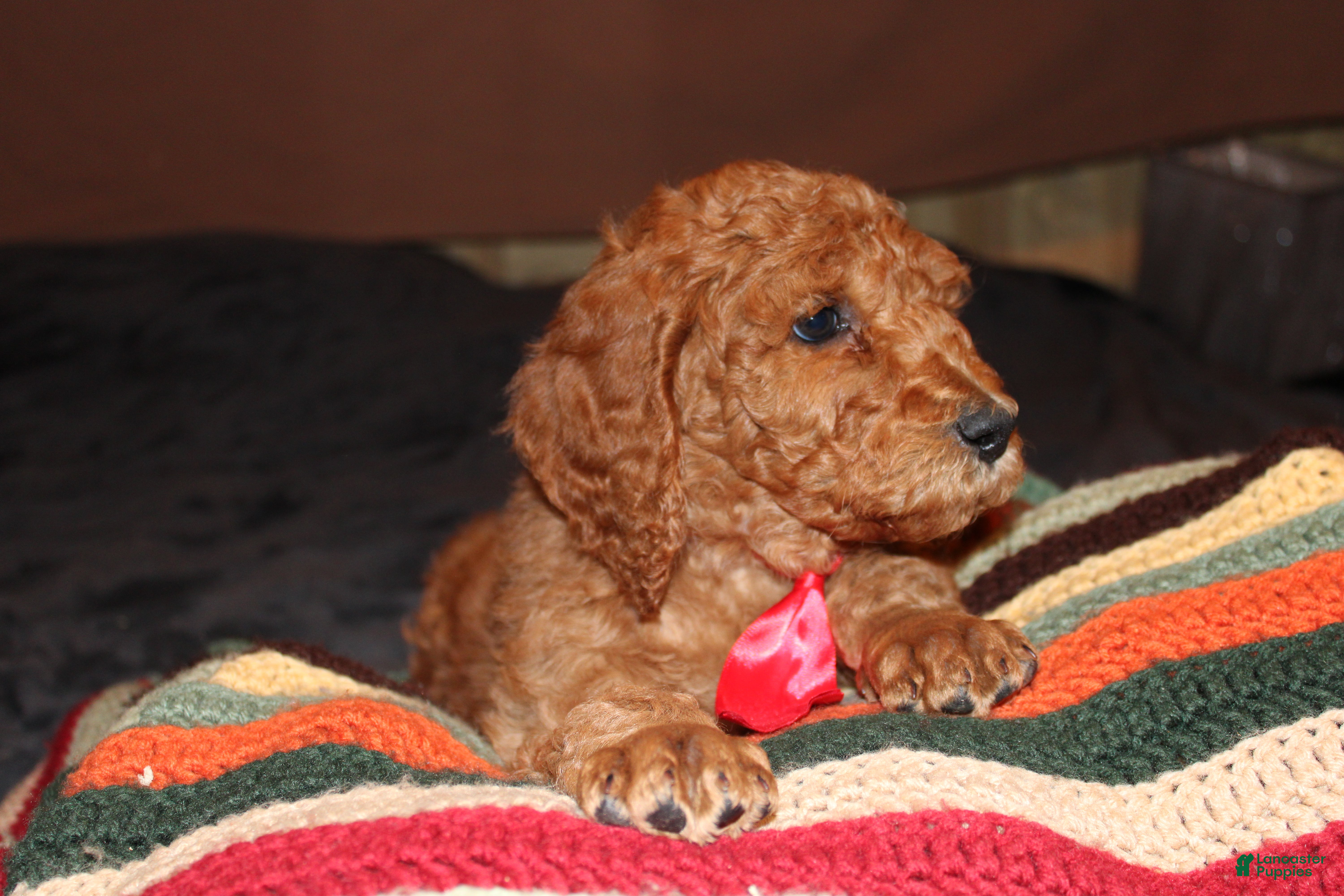 Standard Poodle dogs Standard Poodle Puppy 3 - Ad 40