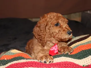 Standard Poodle dogs Standard Poodle Puppy 3 - Ad 26