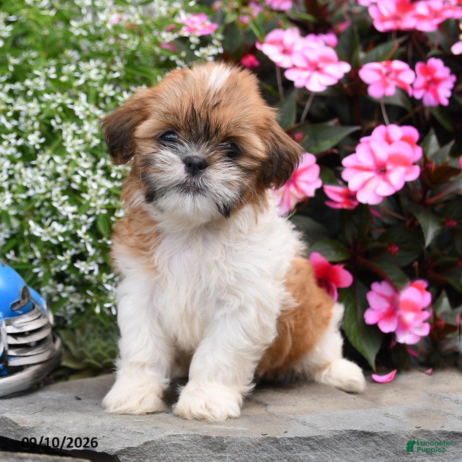 Shih Tzu dogs Poppy - Ad 2