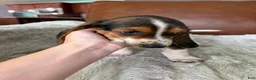 Basset Hound dogs for sale: Dorothy - Ad 4